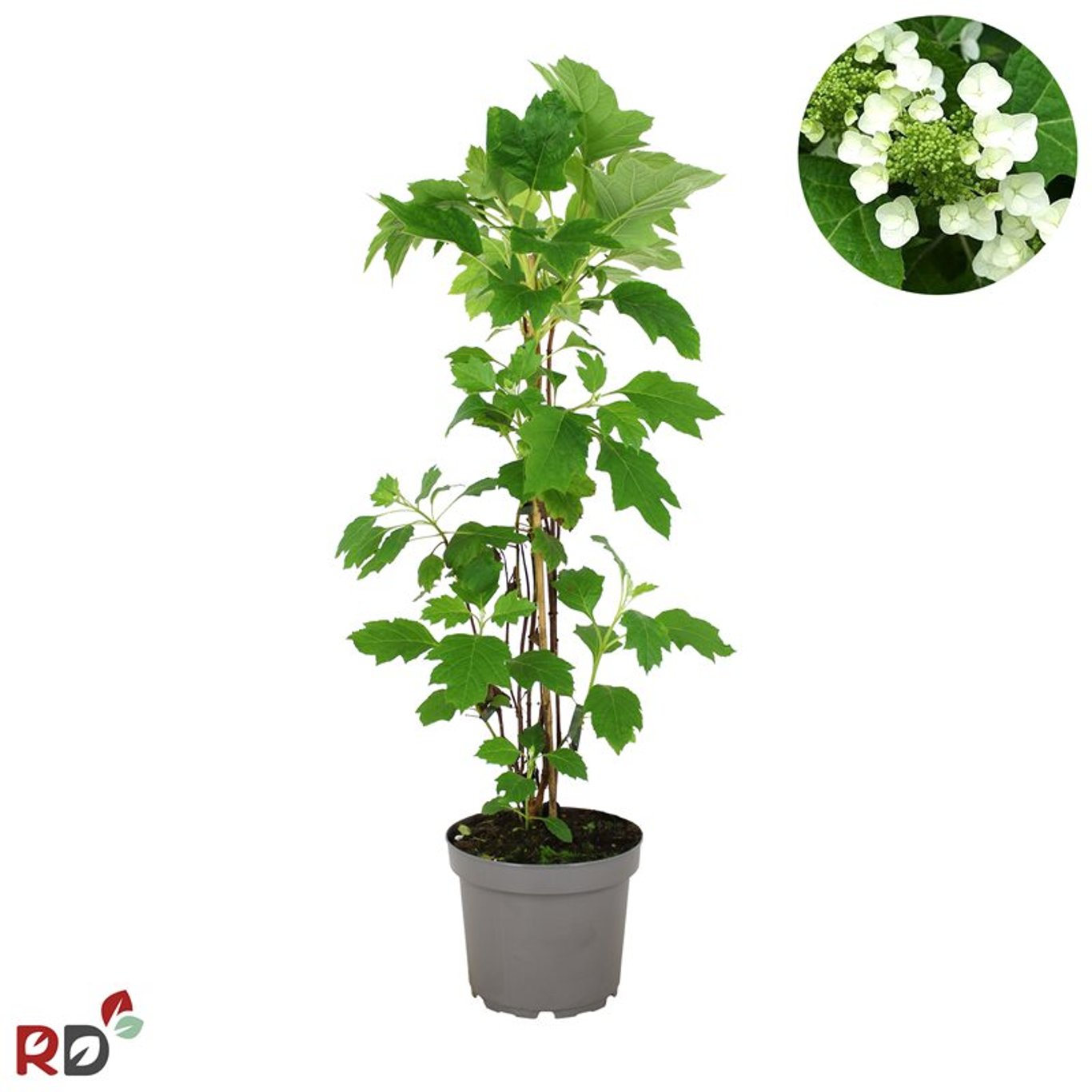 Hydrangea quercifolia - C7,5 100-125 CM